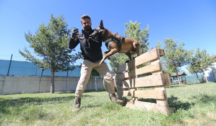 Narkotik köpeği 'Zeus' hassas burnuyla uyuşturucu zulalarını buluyor