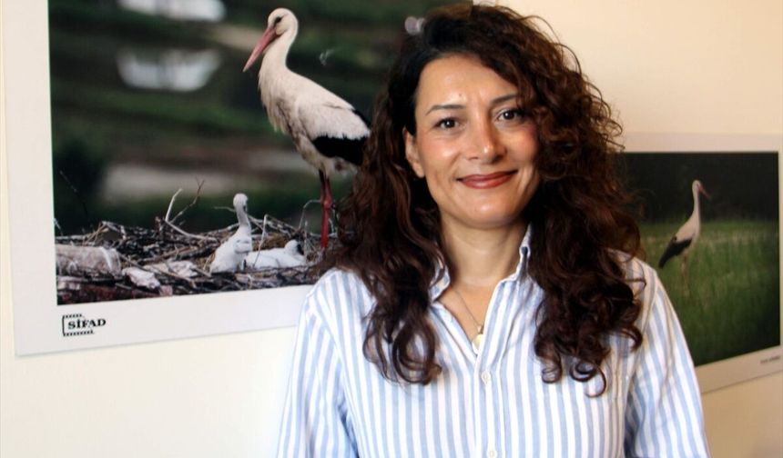 Sinop'ta bu yıl yumurtadan çıkan 73 leylek göç yolculuğuna başladı