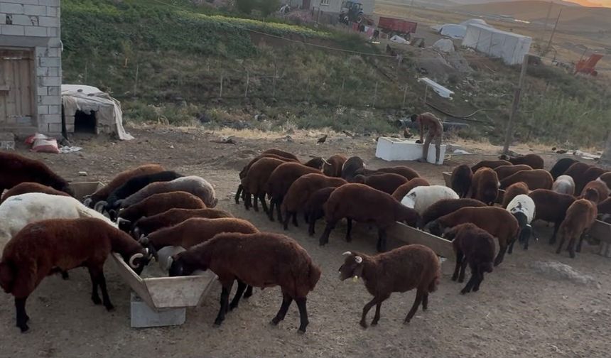 Ağrı'da besicilerde sonbahar hareketliliği