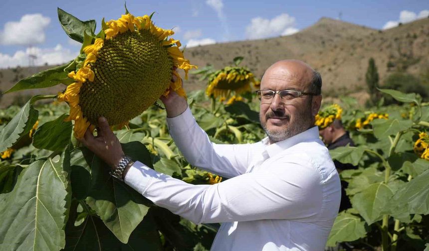 Gümüşhane'de ayçiçeği bereketi: 200 dönümden 60 ton rekolte bekleniyor