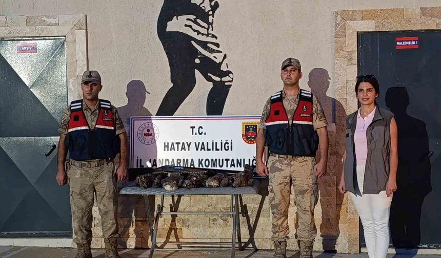 Hatay'da 7 arı şahini avlayan şahsa ceza yağdı