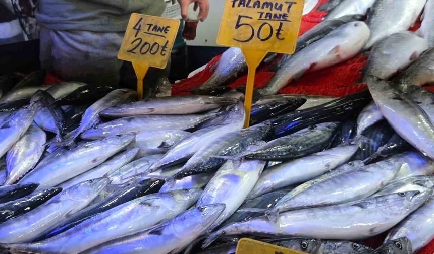 Palamut bedavadan biraz daha pahalı: Tanesi 50 TL