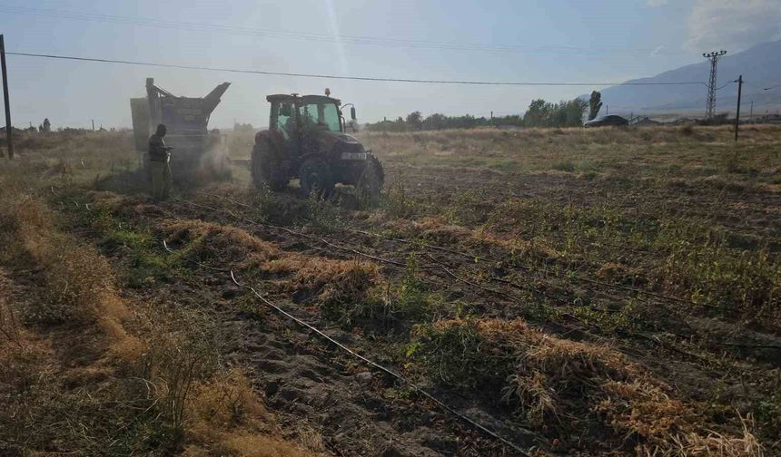 Tarımın kalbi Adilcevaz'da fasulye hasadına başlandı