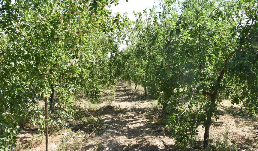 Edirne'de 'ölümsüzlük meyvesi' olarak bilinen hünnap üretimi yaygınlaşıyor