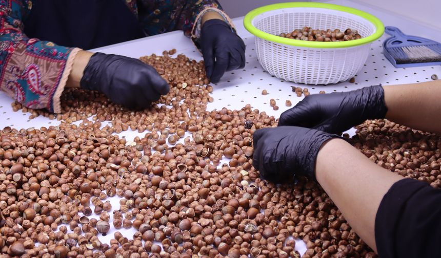 Ordu'da fındık üreticileri ürünlerini işleyerek değerlendiriyor