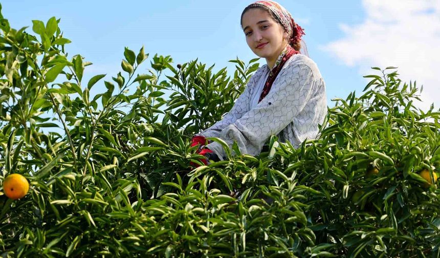 Adana'da mandalina hasadı başladı: Kilogramı dalında 8-10 liradan alıcı buluyor