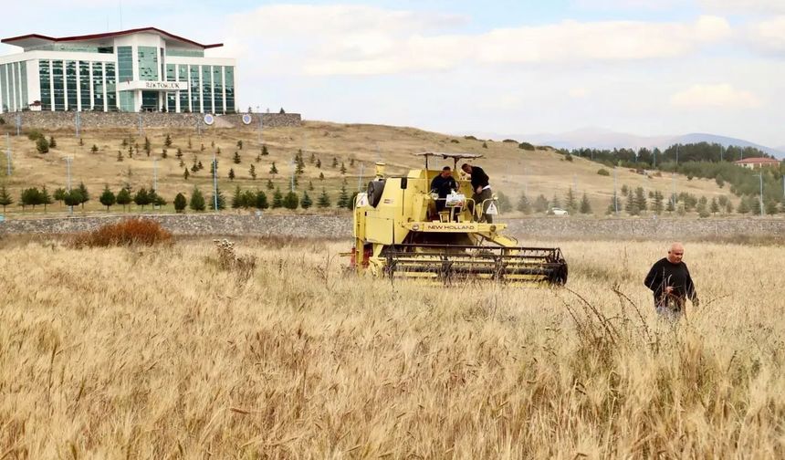 Ata tohumu kavılcanın hasadı tamamlandı