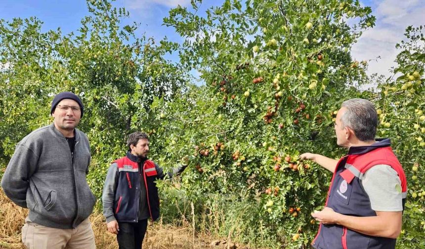 Başmakçı'da hünnap üretimi tarımsal çeşitliliğe katkı sağlıyor