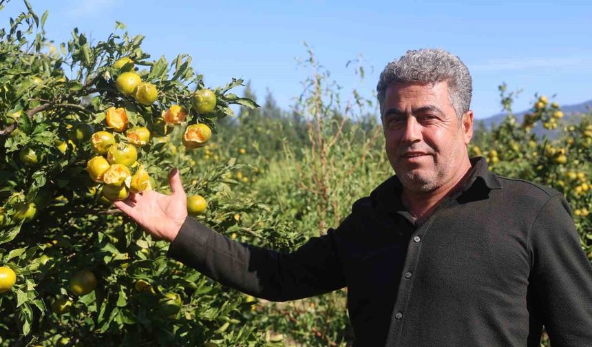Ceviz büyüklüğündeki dolu, hasadına gün sayılan erkenci mandalinayı vurdu