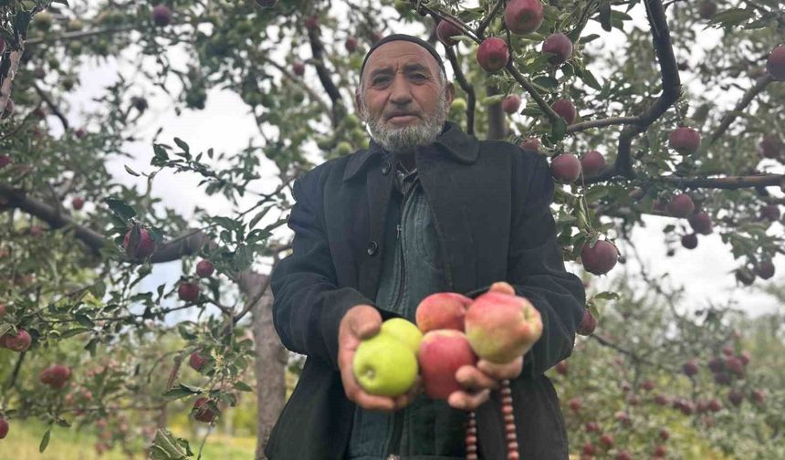 Van'da bir ağaçta hem kırmızı hem yeşil elma