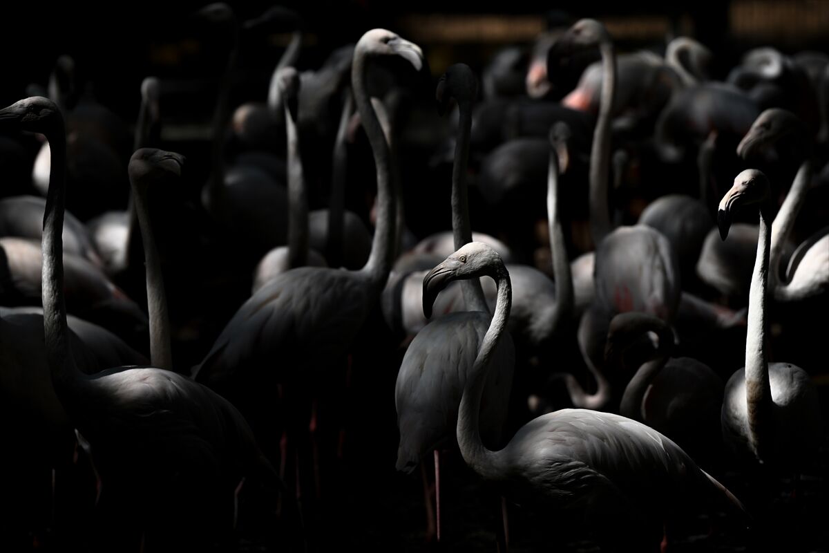 Gaziantep Doğal Yaşam Parkı'ndaki flamingo sayısı 52'ye ulaştı