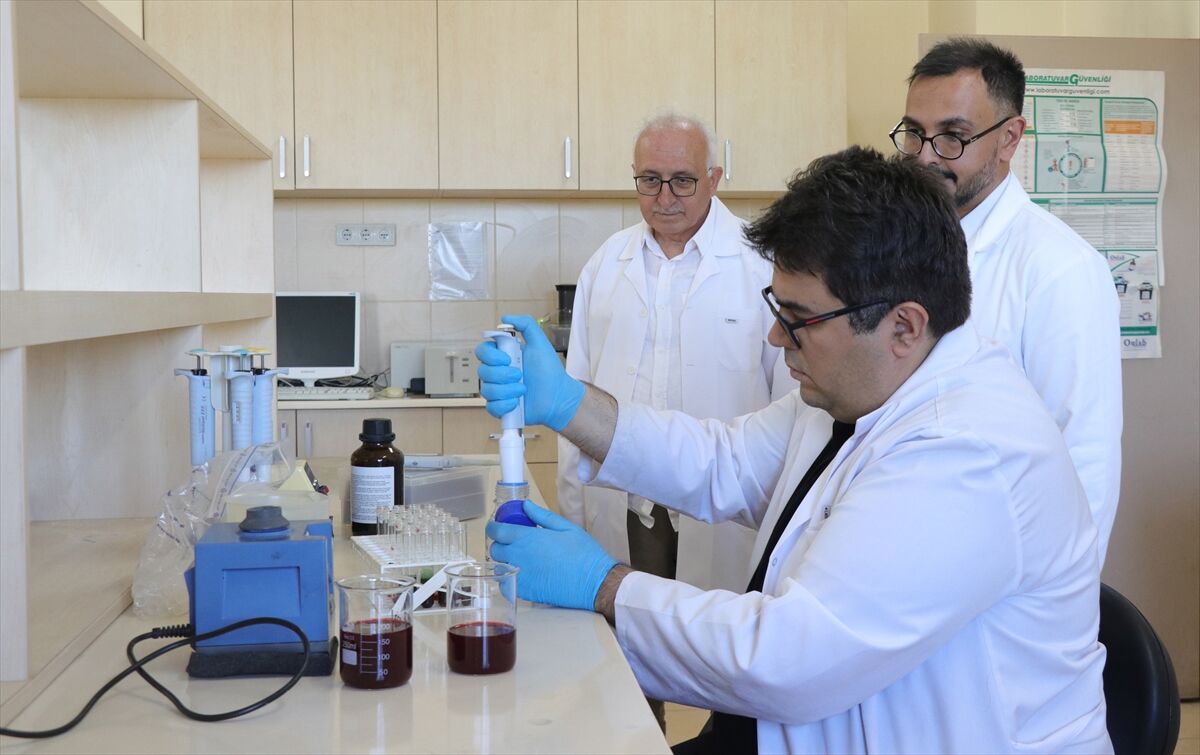 Siyah havuçlu şalgam suyundan izole edilen bakterinin kanser hücrelerini azalttığı belirlendi