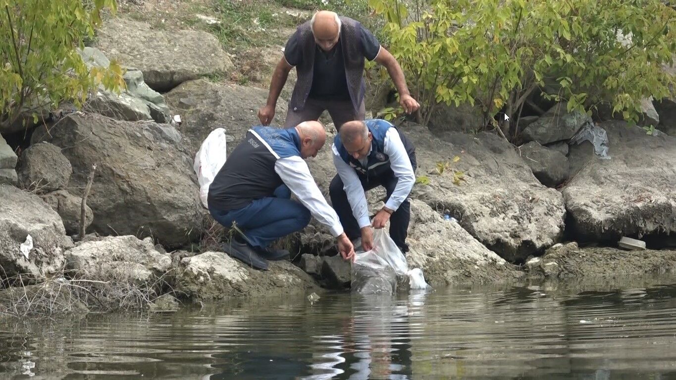 Samsun'un iç suları 1 milyon 125 bin sazan yavrusu ile balıklandırıldı