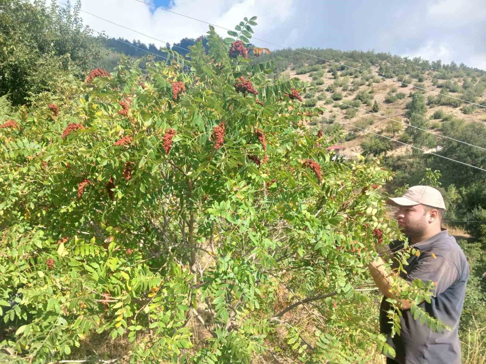 Kahramanmaraş'ta sumak hasadı