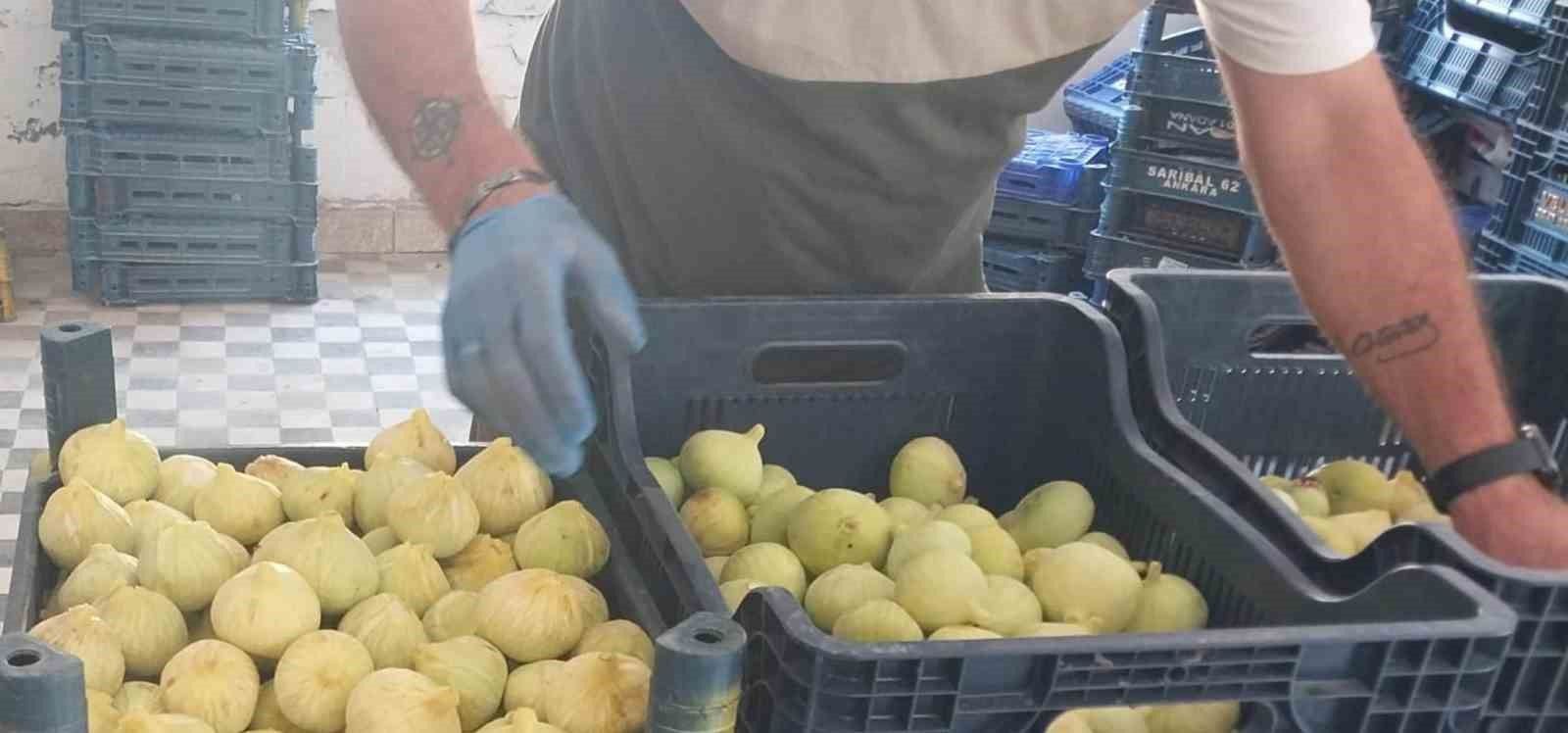 Mersin'de incir sezonu sona erdi, üreticisinin yüzü güldü