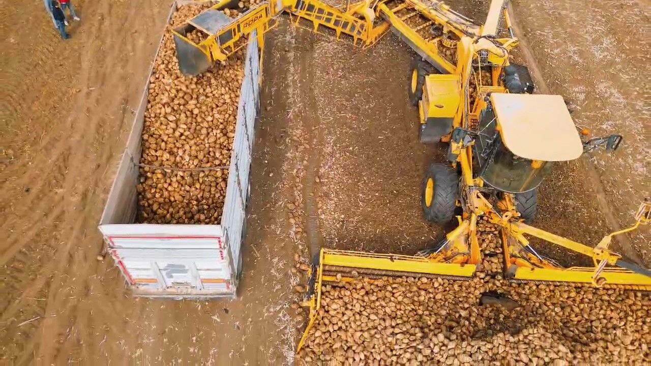 Tekirdağ'da şeker pancarı hasadı: Dekara 10 ton verim alındı